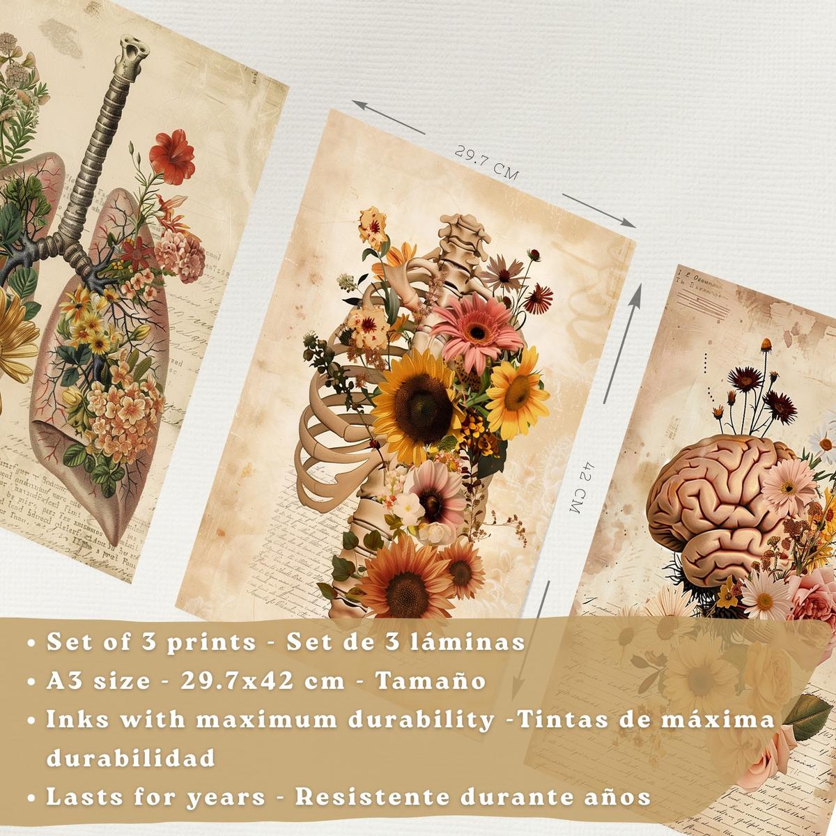 POSTER Set aus 3 Anatomie Mensch Florale Drucke und Wandbilder mit Lungen Brustkorb und Gehirn Botanischer Antiker Stil Größe Leichter Holzrahmen A3 - Beige, Papier (29.7/42/3cm) - Nacnic