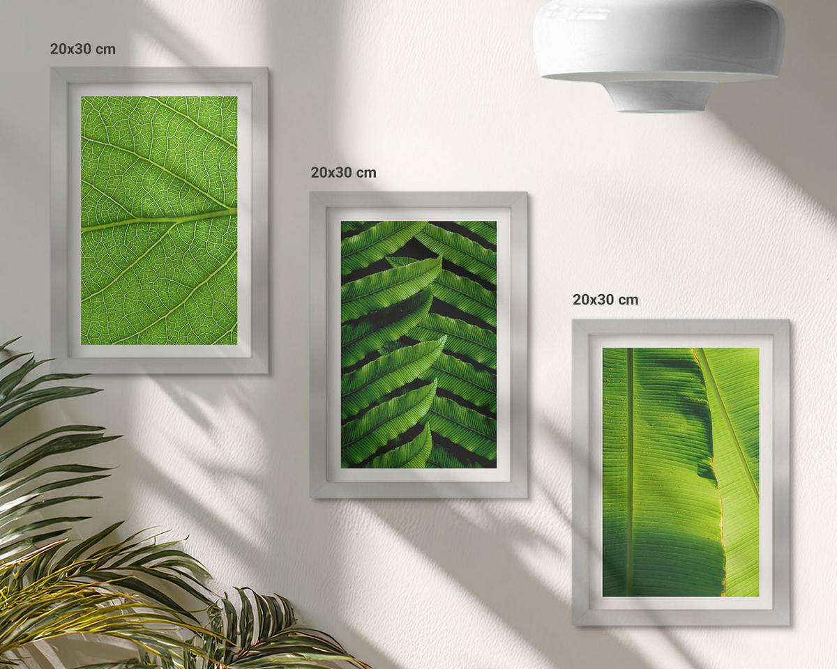 BILDER SET 3er Set - 20x30 cm Silberner Rahmen - Makrofotografie von tropischen Blättern - Silberfarben, Kunststoff (20/30cm) - TULUP