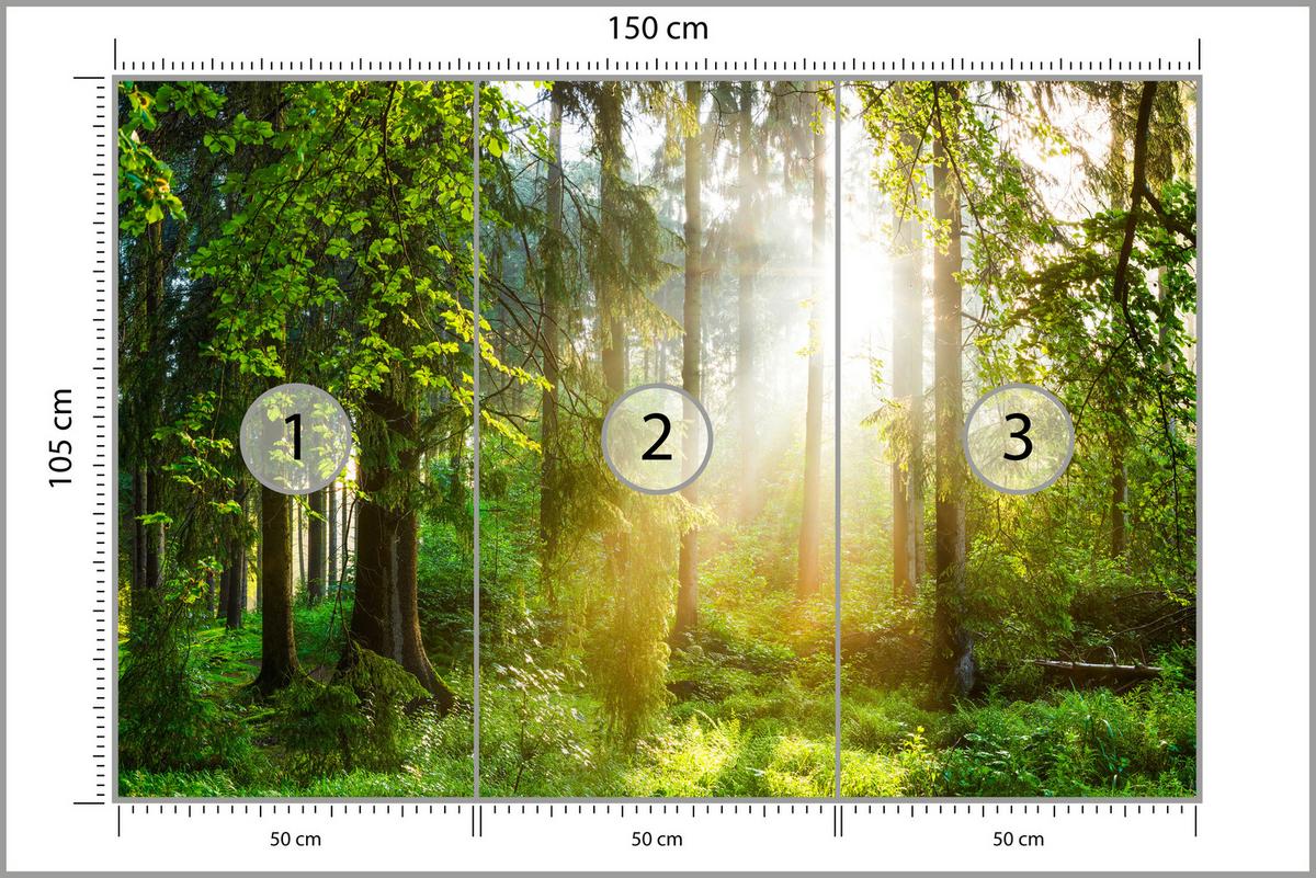FOTOTAPETE für Wohnzimmer Sonniger Wald Bäume Pflanzen Natur Gras 150x105 - Multicolor, Papier (150/105cm) - Muralo
