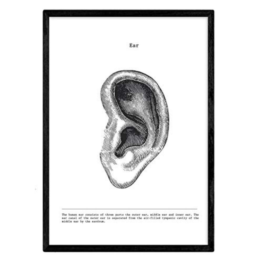POSTER Anatomie Ohr A3 Schwarzer Rahmen - Schwarz, Papier (29.7/5/42cm) - Nacnic
