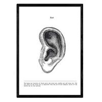 POSTER Anatomie Ohr A3 Schwarzer Rahmen - Schwarz, Papier (29.7/5/42cm) - Nacnic