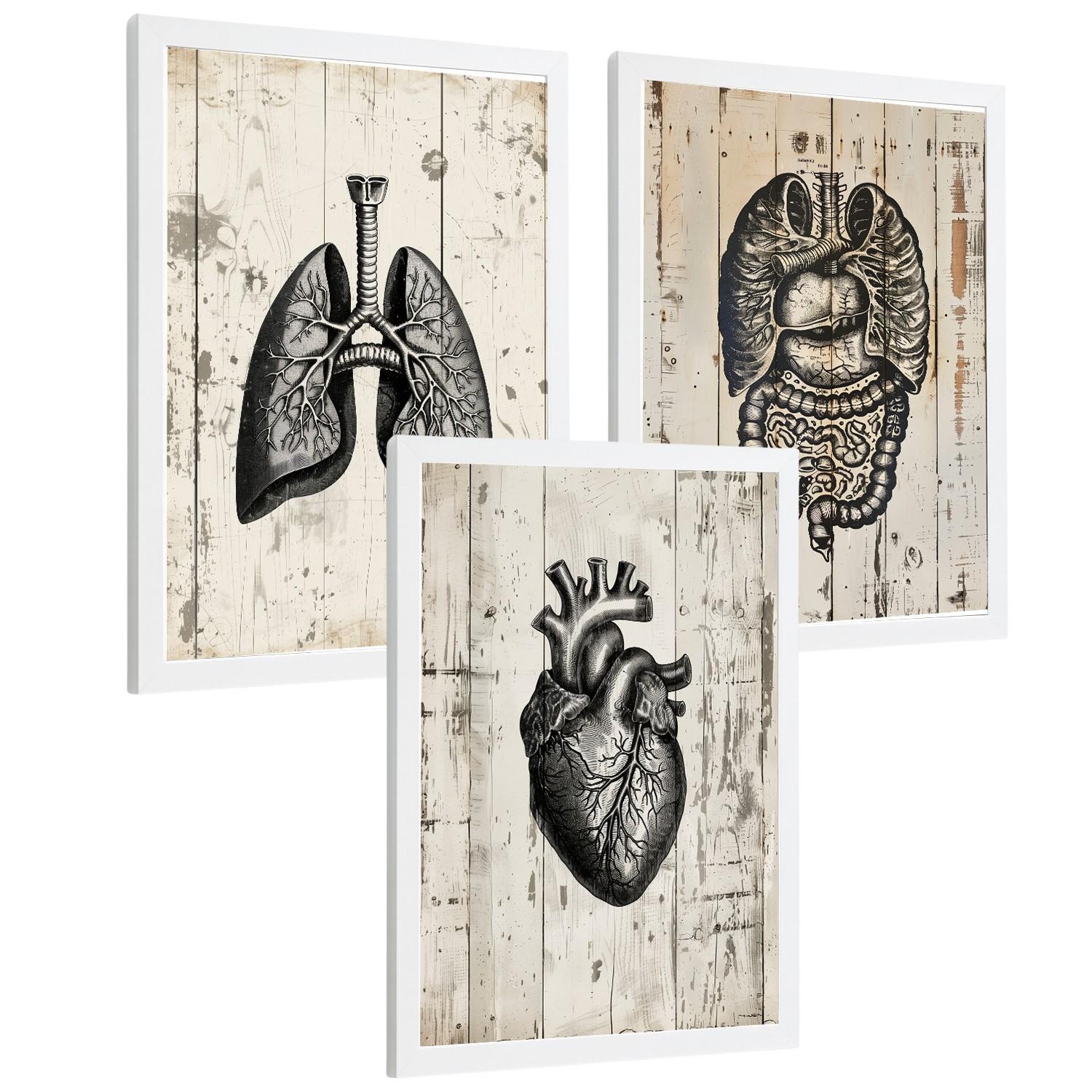 POSTER Set aus 3 Anatomie Mensch Drucke und Wandbilder mit Lungen Darm und Herz Rustikaler Stil Medizinische Wanddekoration Größe Weißer Rahmen A3 - Weiß, Papier (29.7/42/3cm) - Nacnic