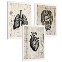 POSTER Set aus 3 Anatomie Mensch Drucke und Wandbilder mit Lungen Darm und Herz Rustikaler Stil Medizinische Wanddekoration Größe Weißer Rahmen A4 - Weiß, Papier (21/29.7/3cm) - Nacnic