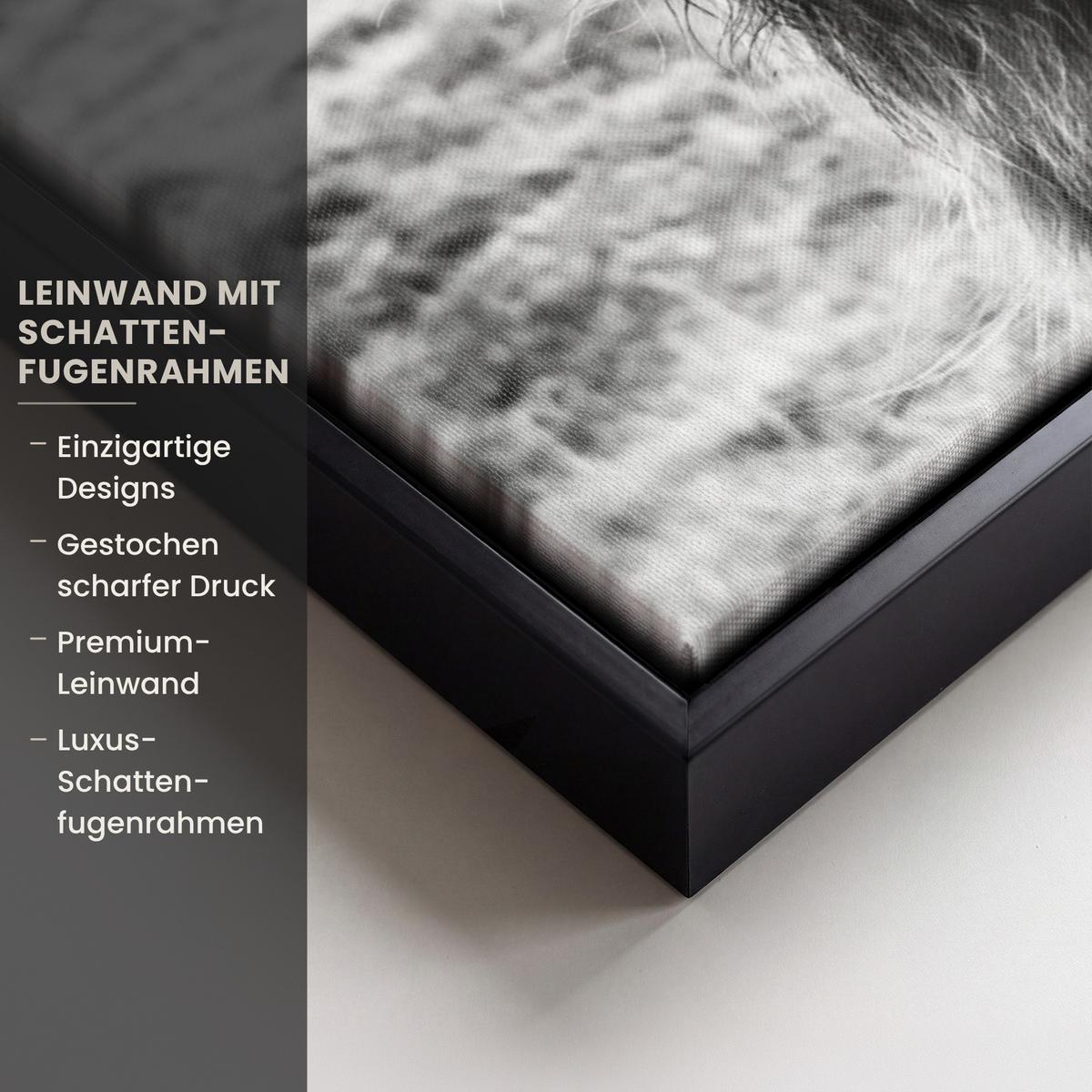 LEINWAND Bilder mit Rahmen - Kuh - Schottischer Hochländer - Schwarz - Weiß - Tier - Natur - Wildtiere - 70x100 - Schwarz, Textil (70/100cm) - MuchoWow