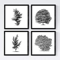 POSTER Set mit 4 Bädern Bäume variierten weißer Hintergrund 30x30 cm Rahmenlos - Klar, Papier (30/3cm) - Nacnic