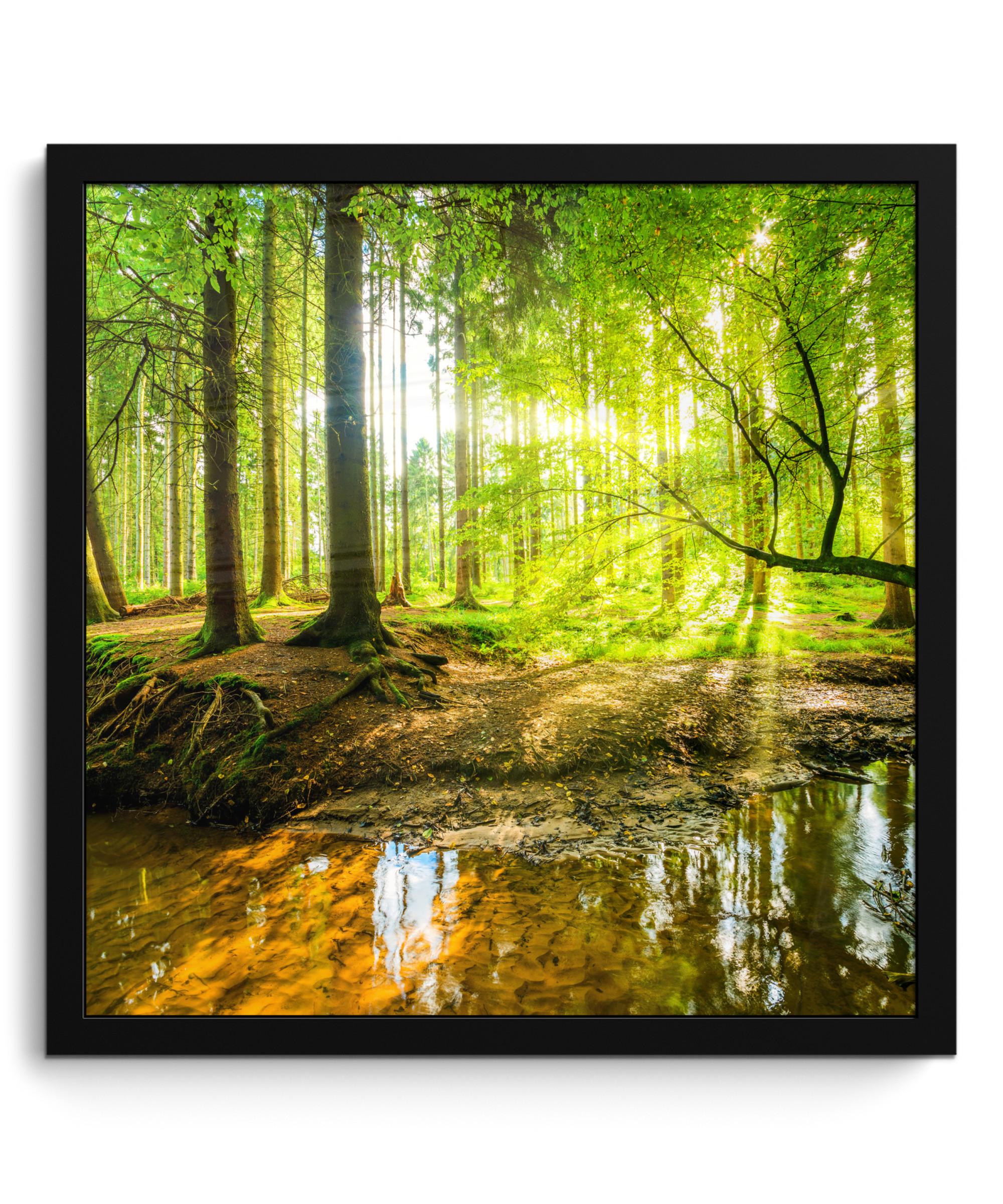 POSTER MIT RAHMENGERAHMTES BILD Wald - Landschaft - Wasser - Bäume - Sonne - Grün - Natur 40x40 cm - Grün, Papier (40/40cm) - MuchoWow