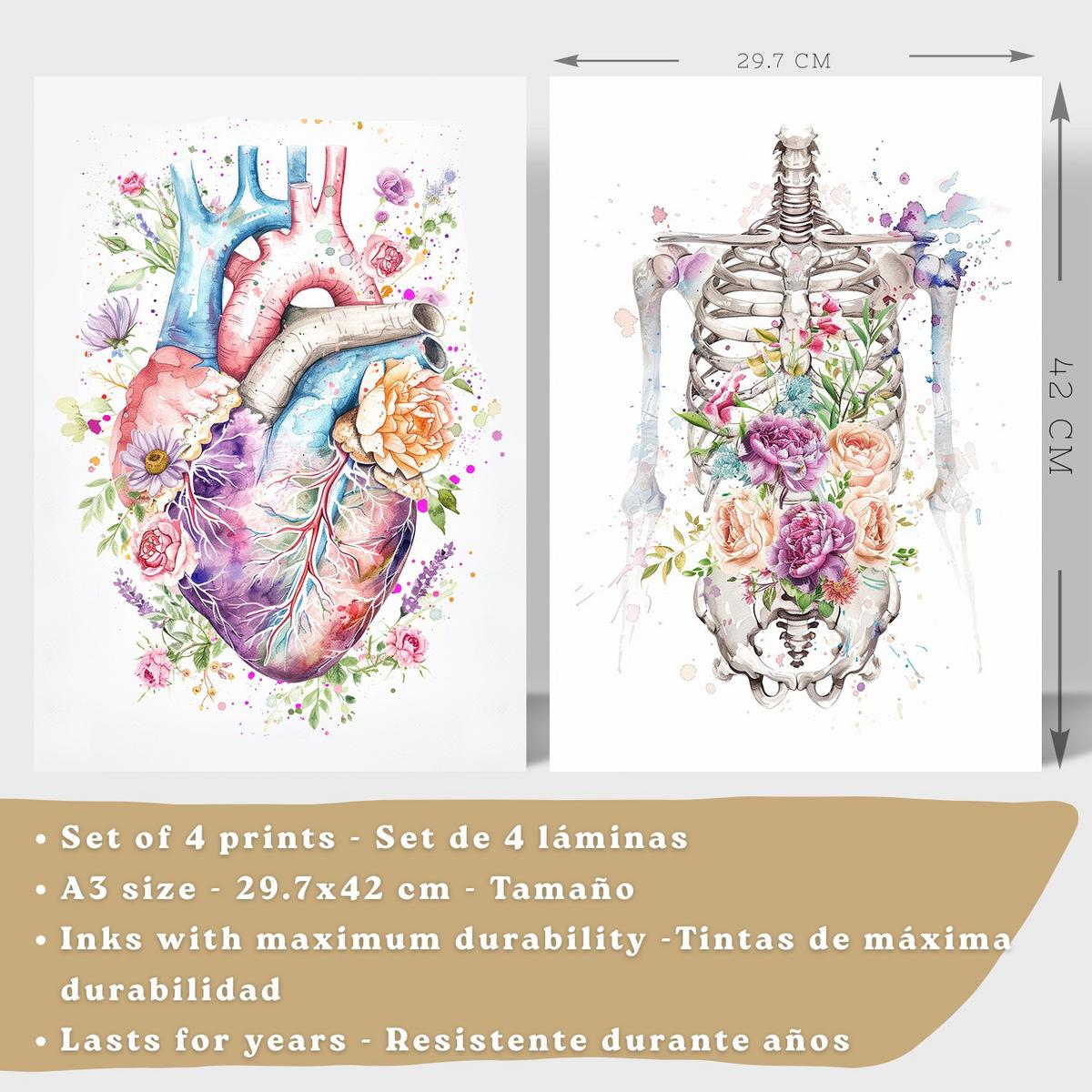 POSTER Set aus 4 Anatomie Mensch Drucke und mit Herz Gehirn Lungen Luftröhre Bronchien Wirbelsäule Florales Aquarell Design Leichter Holzrahmen A3 - Beige, Papier (29.7/42/3cm) - Nacnic