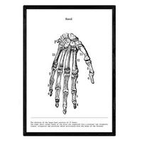 POSTER Anatomie Hand A4 Schwarzer Rahmen - Schwarz, Papier (29.7/5/21cm) - Nacnic