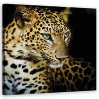 WANDBILD majestätischer leopard - Orange, Textil (50/50cm) - Feeby