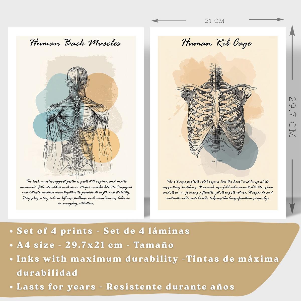 POSTER Set aus 4 Anatomie Mensch Lernposter Drucke und mit Muskeln Rücken Rippen Gehirn und Schädel Modernes Design Größe Leichter Holzrahmen A4 - Beige, Papier (21/29.7/3cm) - Nacnic