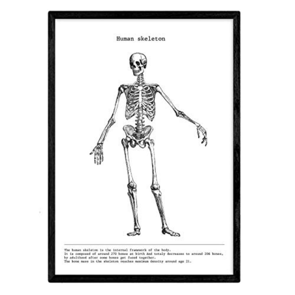 POSTER Anatomie Skelett A4 Schwarzer Rahmen - Schwarz, Papier (29.7/5/21cm) - Nacnic