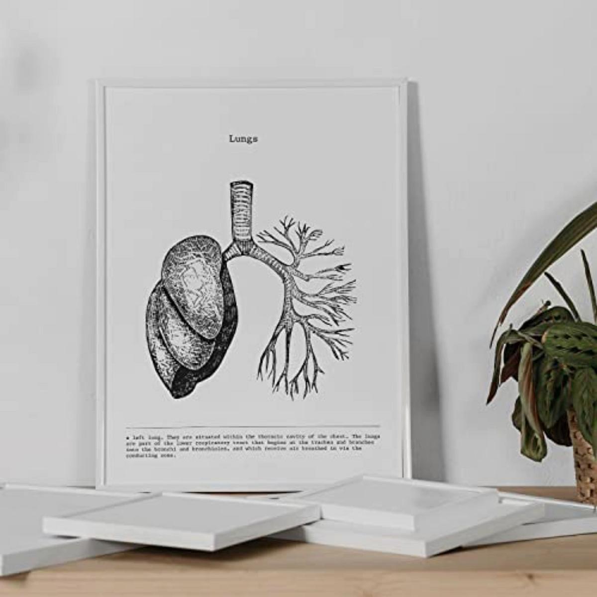 POSTER Set Mit 3 Herz, Gehirn Und Lunge A4 Rahmenlos - Klar, Papier (21/1cm) - Nacnic