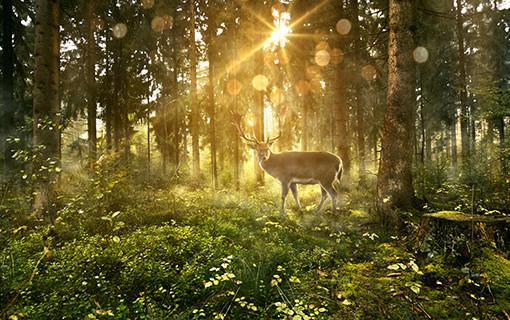 hb_0918_mysticforest