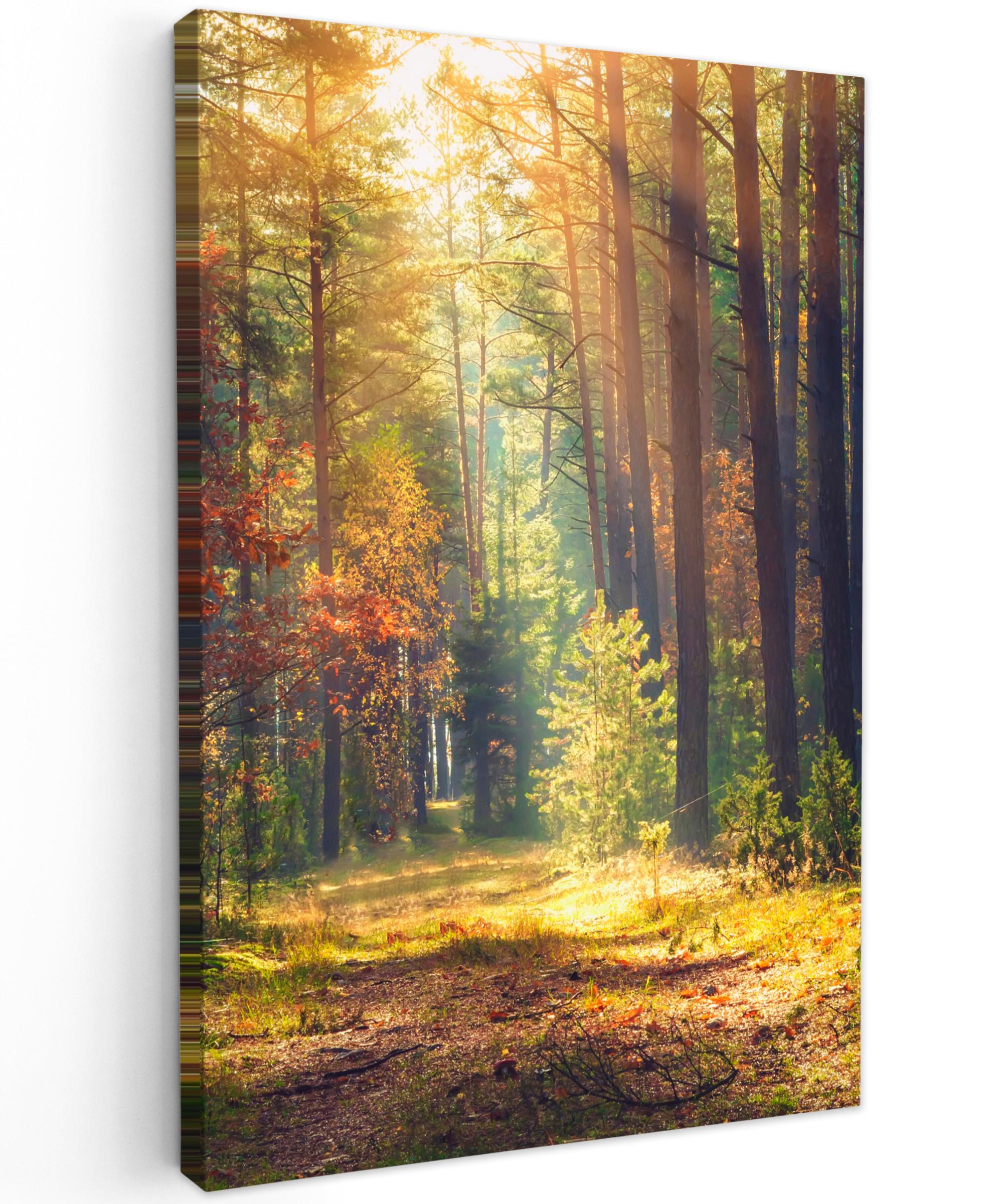LEINWANDBILD Wald - Herbst - Bäume Deko XXL 80x120 cm - Dunkelgrün, Textil (80/120cm) - MuchoWow