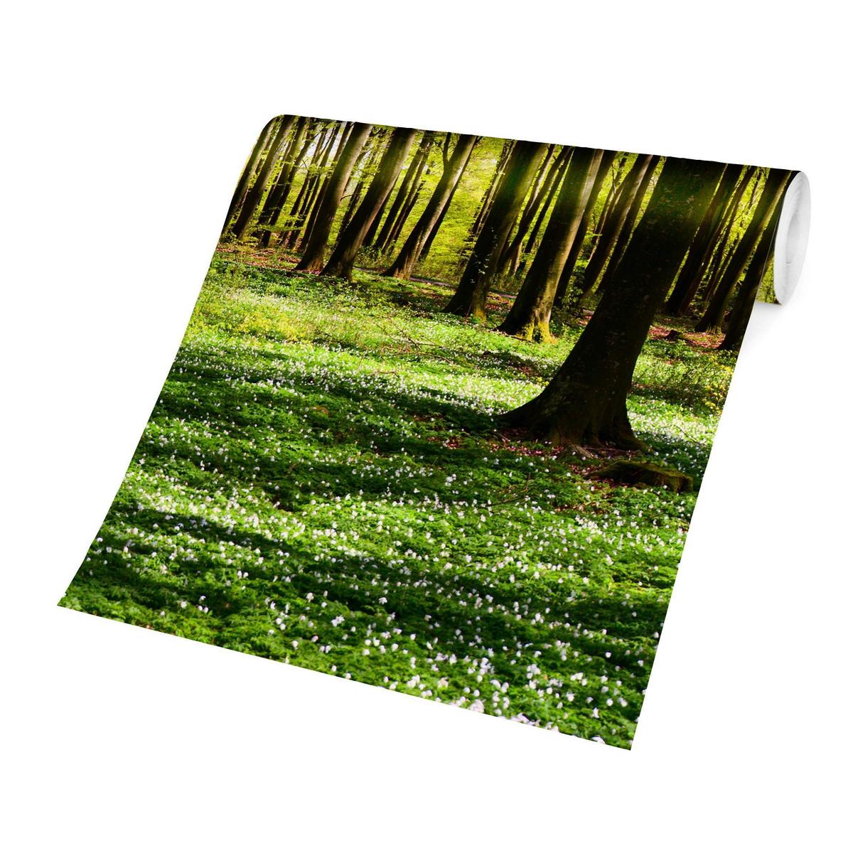 FOTOTAPETE Waldwiese 288/288 cm - Grün, Papier (288/288cm) - Bilderwelten