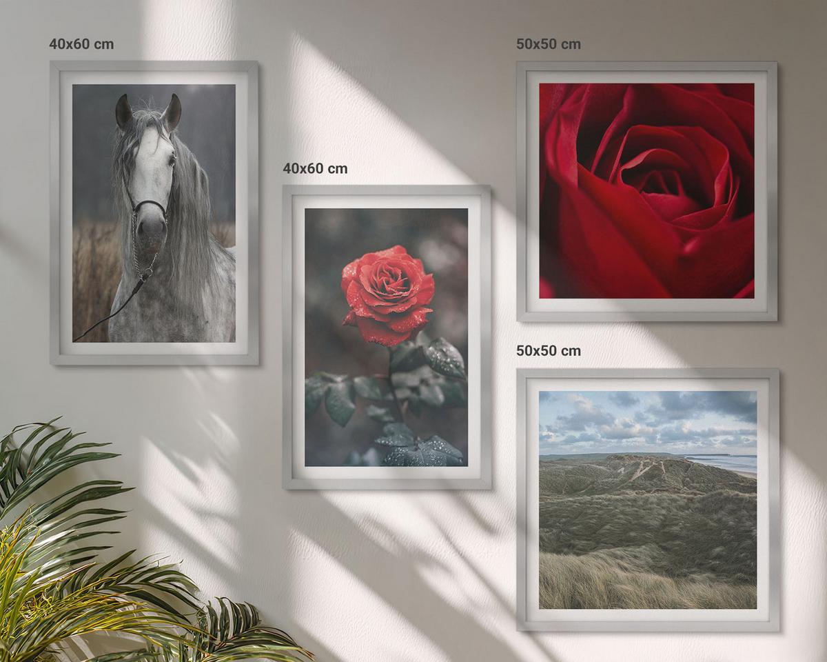 BILDER SET 4er Set - 50x50 cm & 40x60 cm Silberner Rahmen - Rote Rosen auf pferdegrauem Hintergrund - Silberfarben, Kunststoff (50/50cm) - TULUP