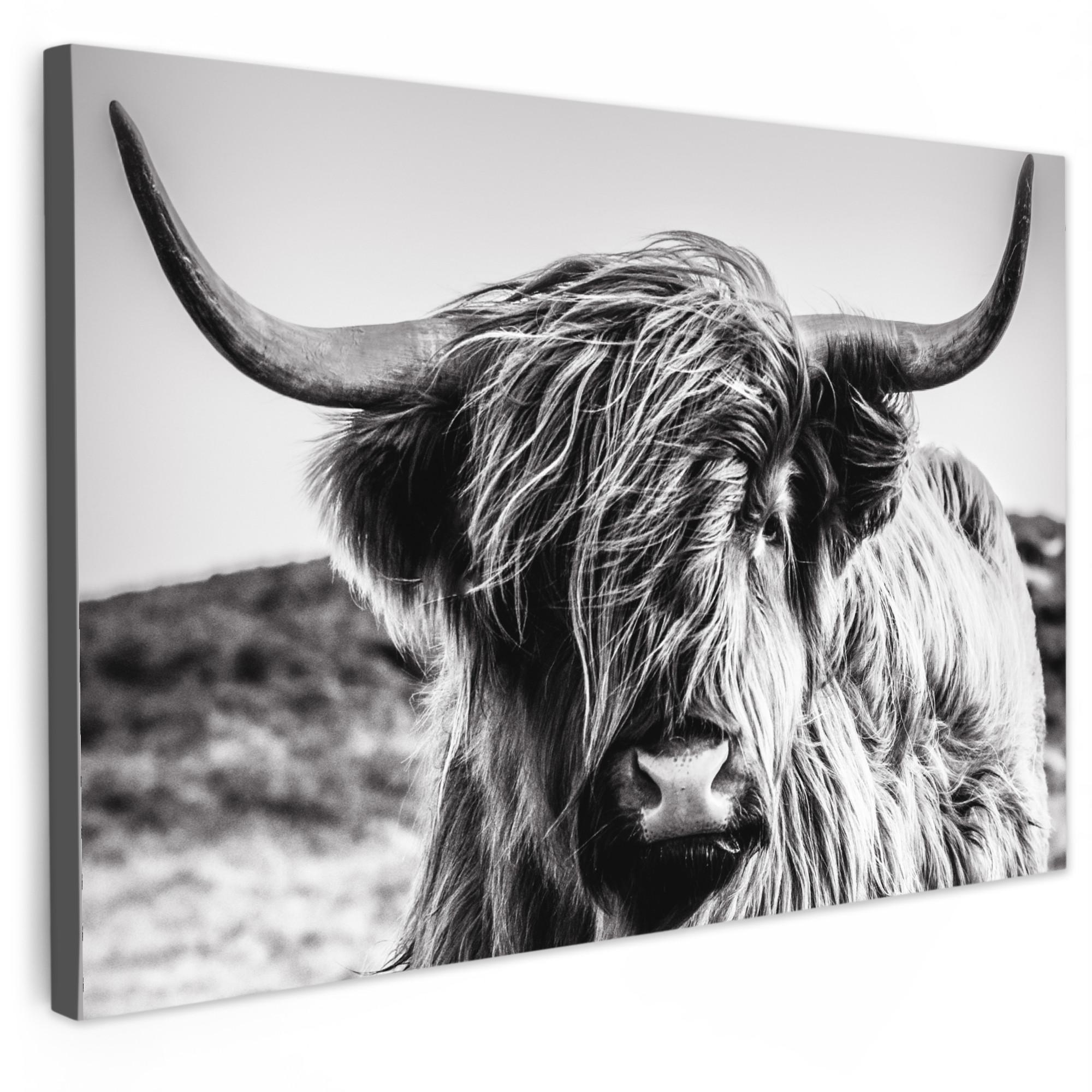 LEINWANDBILD Kuh - Schottischer Hochländer - Schwarz - Weiß - Tier - Natur - Wildtiere XXL 150x100 cm - Schwarz, Textil (150/100cm) - MuchoWow