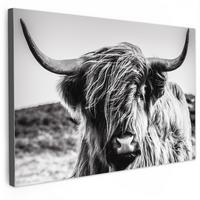 LEINWANDBILD Kuh - Schottischer Hochländer - Schwarz - Weiß - Tier - Natur - Wildtiere XXL 150x100 cm - Schwarz, Textil (150/100cm) - MuchoWow