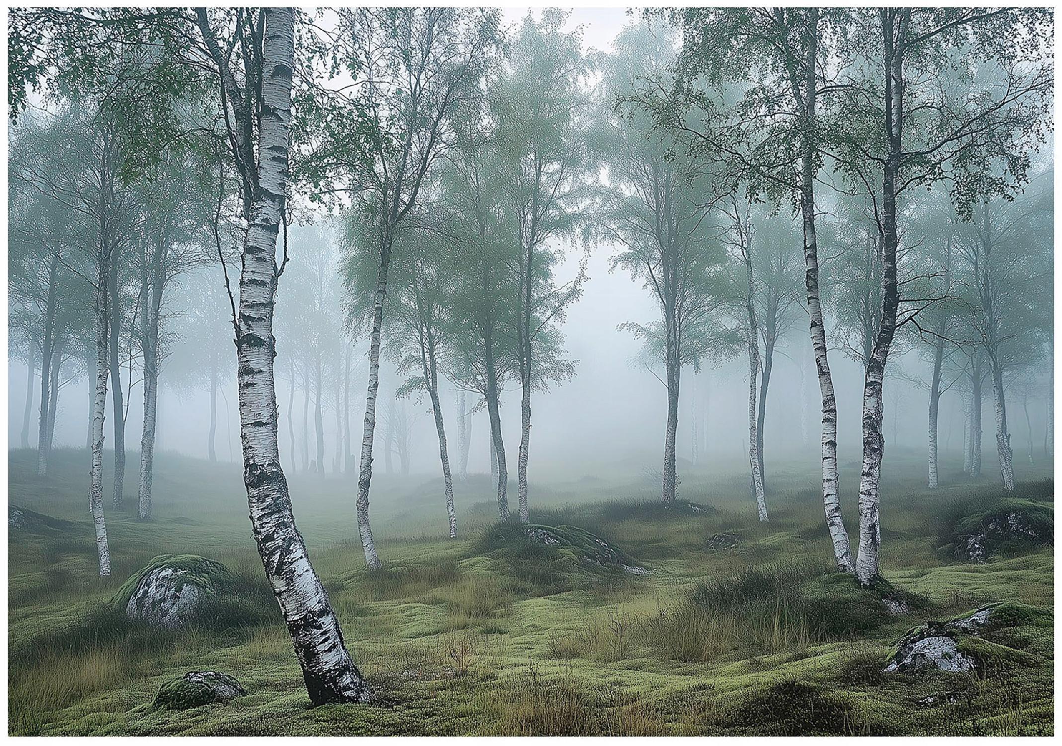 FOTOTAPETE 3D Effekt Wald Birken Wohnzimmer 250x175 - Multicolor, Papier (250/175cm) - Wallarena