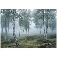 FOTOTAPETE 3D Effekt Wald Birken Wohnzimmer 250x175 - Multicolor, Papier (250/175cm) - Wallarena
