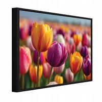 BILDER mit Rahmen Blumen Tulpen Bunt 60x40 cm - Multicolor, Holzwerkstoff (60/40cm) - Wallarena