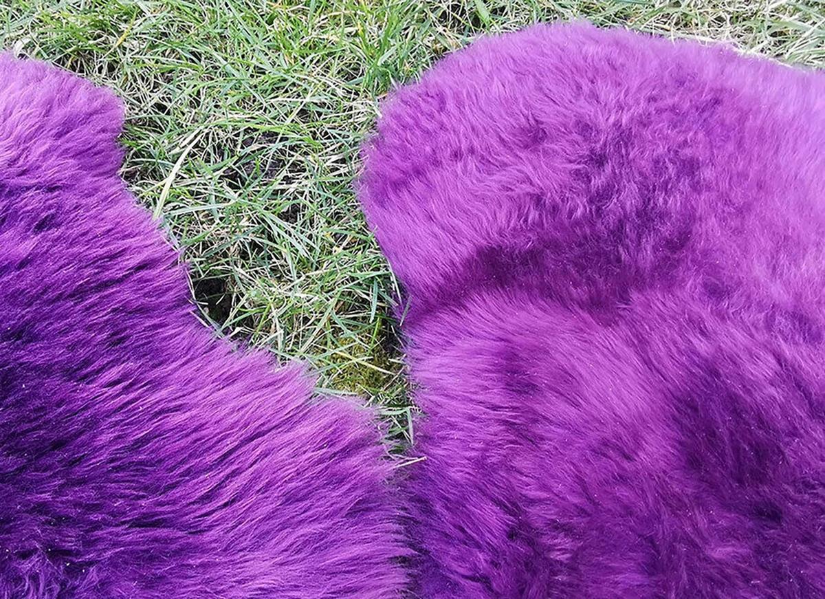 LAMMFELL Öko bunt gefärbt weich Fell Teppich Amethyst ca. 90 cm - Violett, Fell (50/90cm) - Provellus