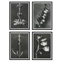 POSTER Set mit 4 langer Blätter Blumen und Pflanzen in Grausteinen A4 Schwarzer Rahmen - Schwarz, Papier (29.7/3cm) - Nacnic