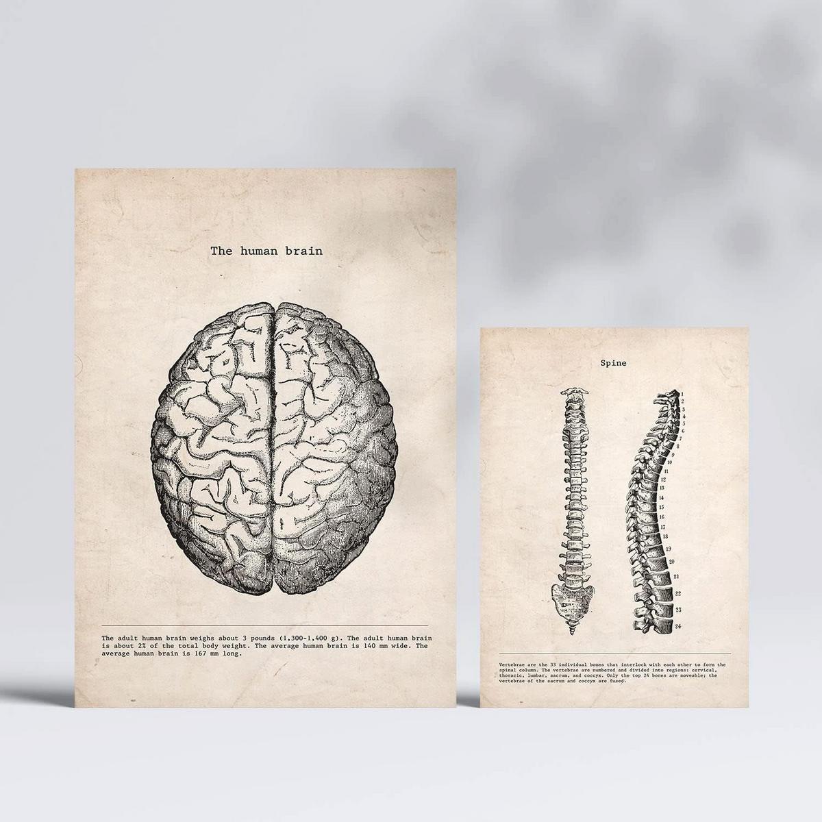 POSTER Set Mit 6 Oberkörper Medizinische Illustrationen Im Vintage Stil Von Anatomie, Körperteilen, Knochen Und Muskeln A3 & A4 Rahmenlos - Klar, Papier (29/3cm) - Nacnic