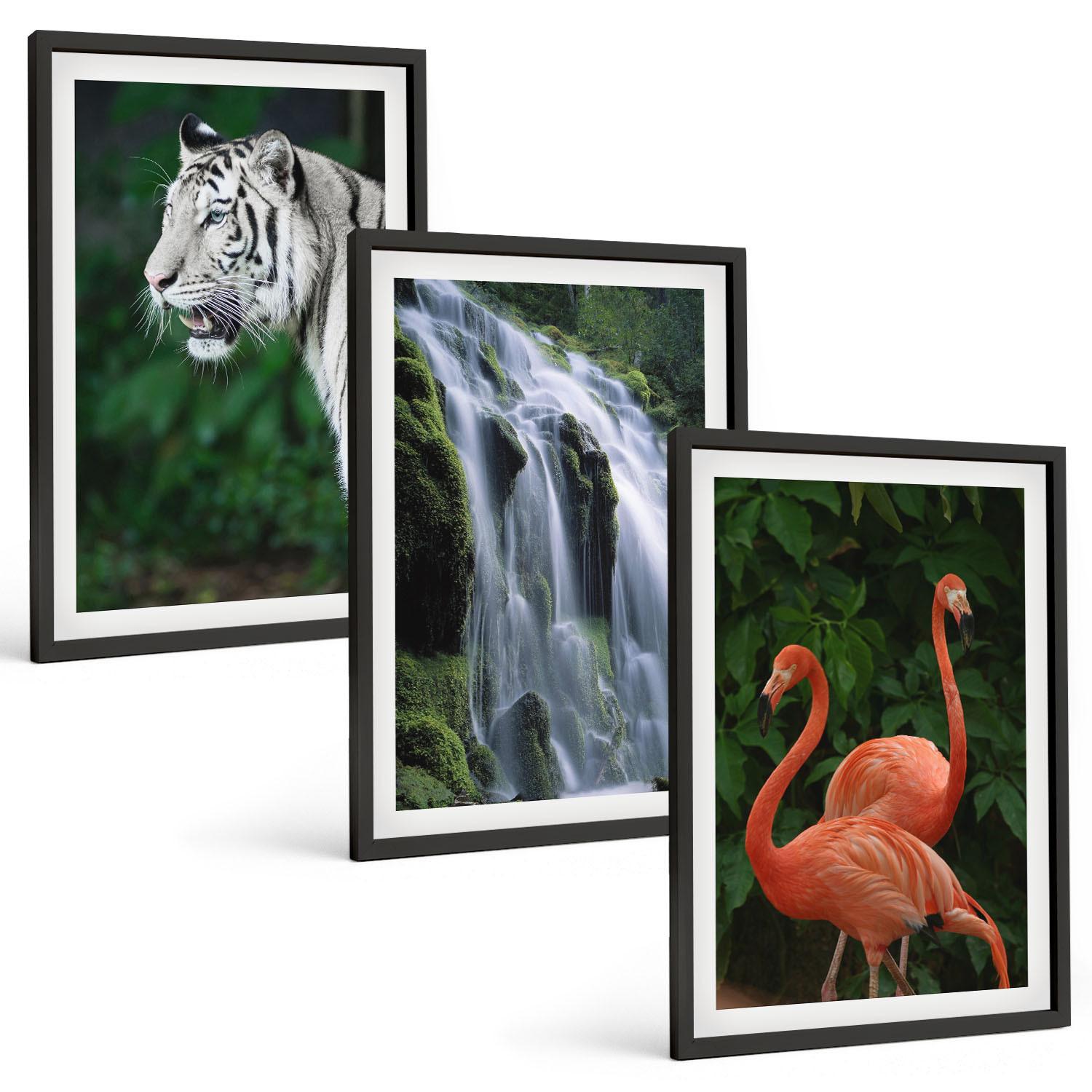 BILDER SET 3er Set - 40x60 cm Schwarzer Rahmen - Tiger Wasserfall Flamingos Natur - Schwarz, Kunststoff (40/60cm) - TULUP