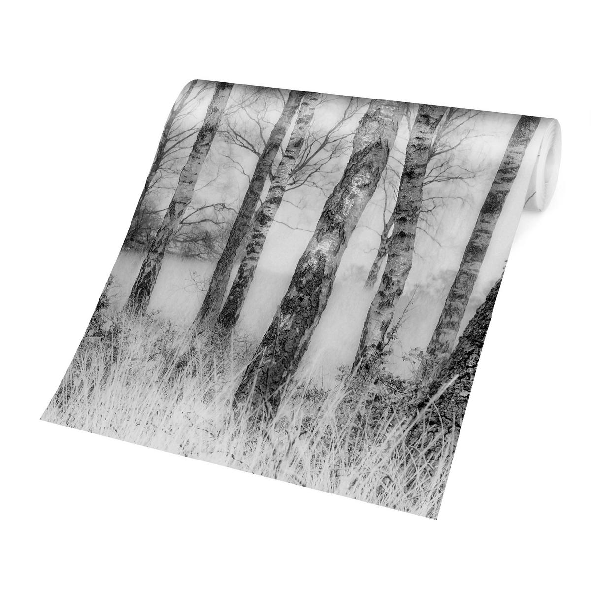 FOTOTAPETE Mystischer Birkenwald Schwarz-Weiß 240/240 cm - Schwarz, Papier (240/240cm) - Bilderwelten