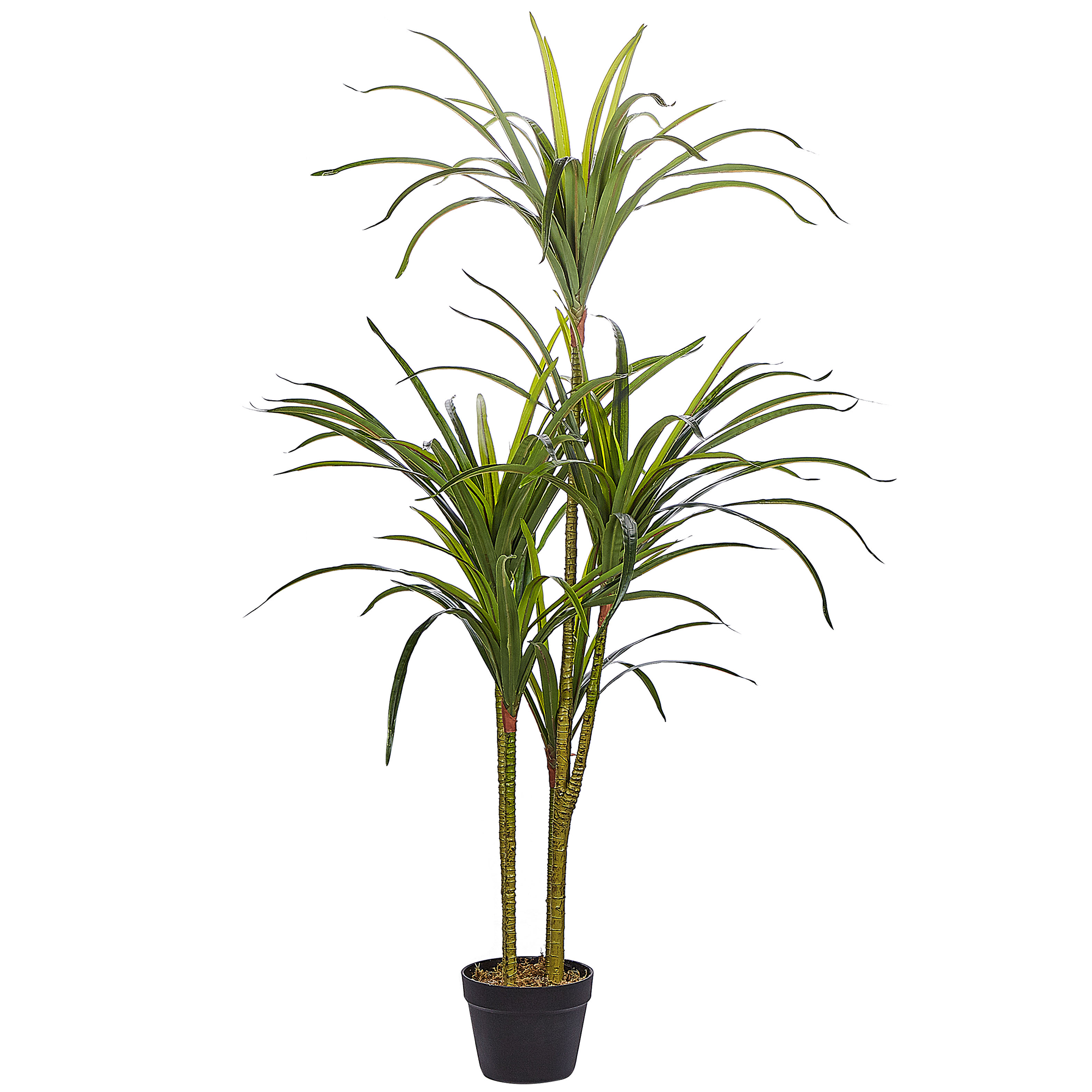 KUNSTPFLANZE im Blumentopf 147 cm Grün/Schwarz Dracaena Anita - Schwarz/Grün, Kunststoff (147cm) - Beliani