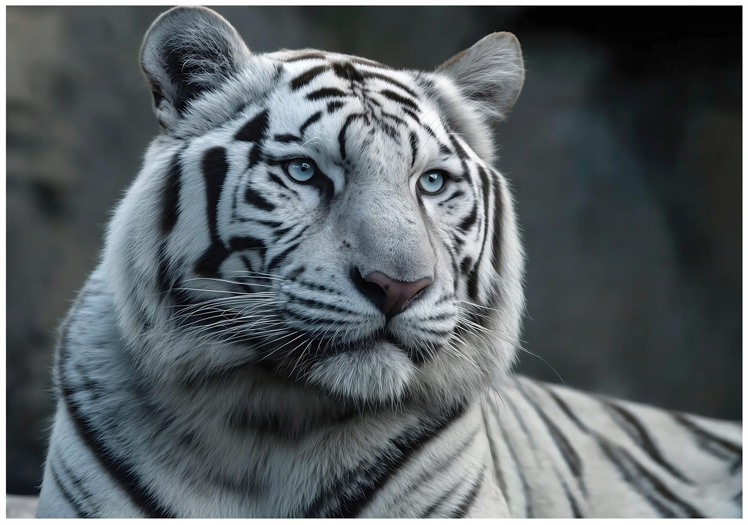 FOTOTAPETE Tiger Tiere Weiß 300x210 cm - Multicolor, Papier (300/210cm) - Wallarena