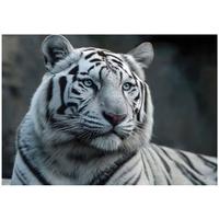 FOTOTAPETE Tiger Tiere Weiß 300x210 cm - Multicolor, Papier (300/210cm) - Wallarena