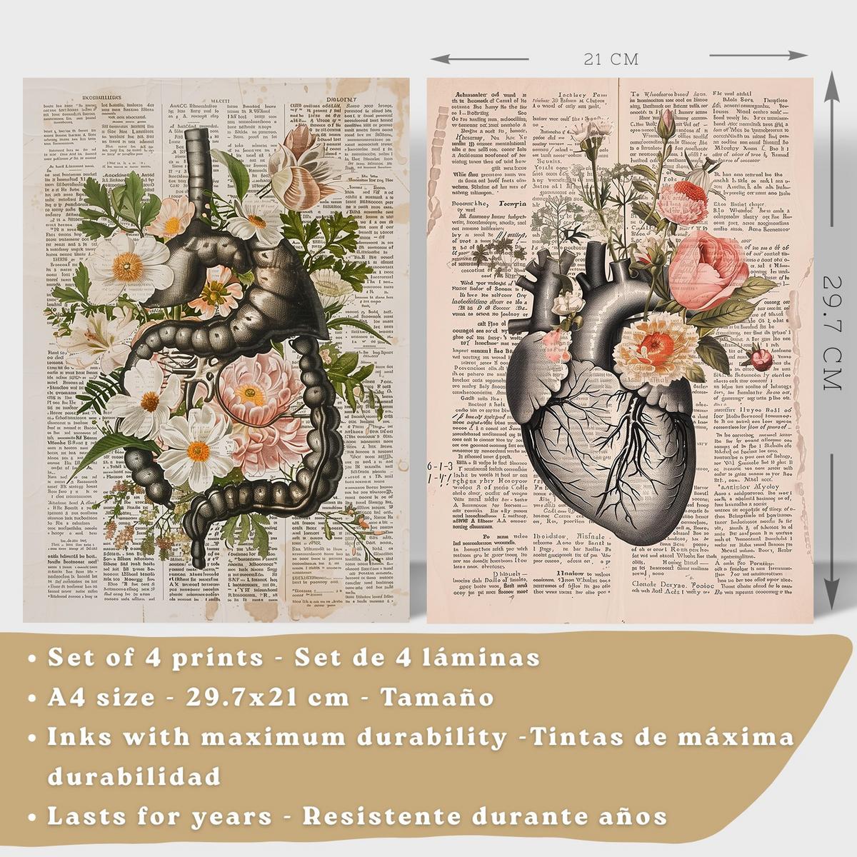 POSTER Set aus 4 Anatomie Mensch Botanische Drucke und mit Organen Herz Verdauungssystem Schädel und Becken Heimdekoration Leichter Holzrahmen A4 - Beige, Papier (21/29.7/3cm) - Nacnic