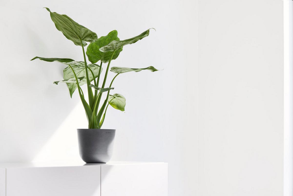BLUMENTOPF Oslo Mini 16/13,7 cm Grau - Grau, Kunststoff (16/13.7cm) - Ecopots