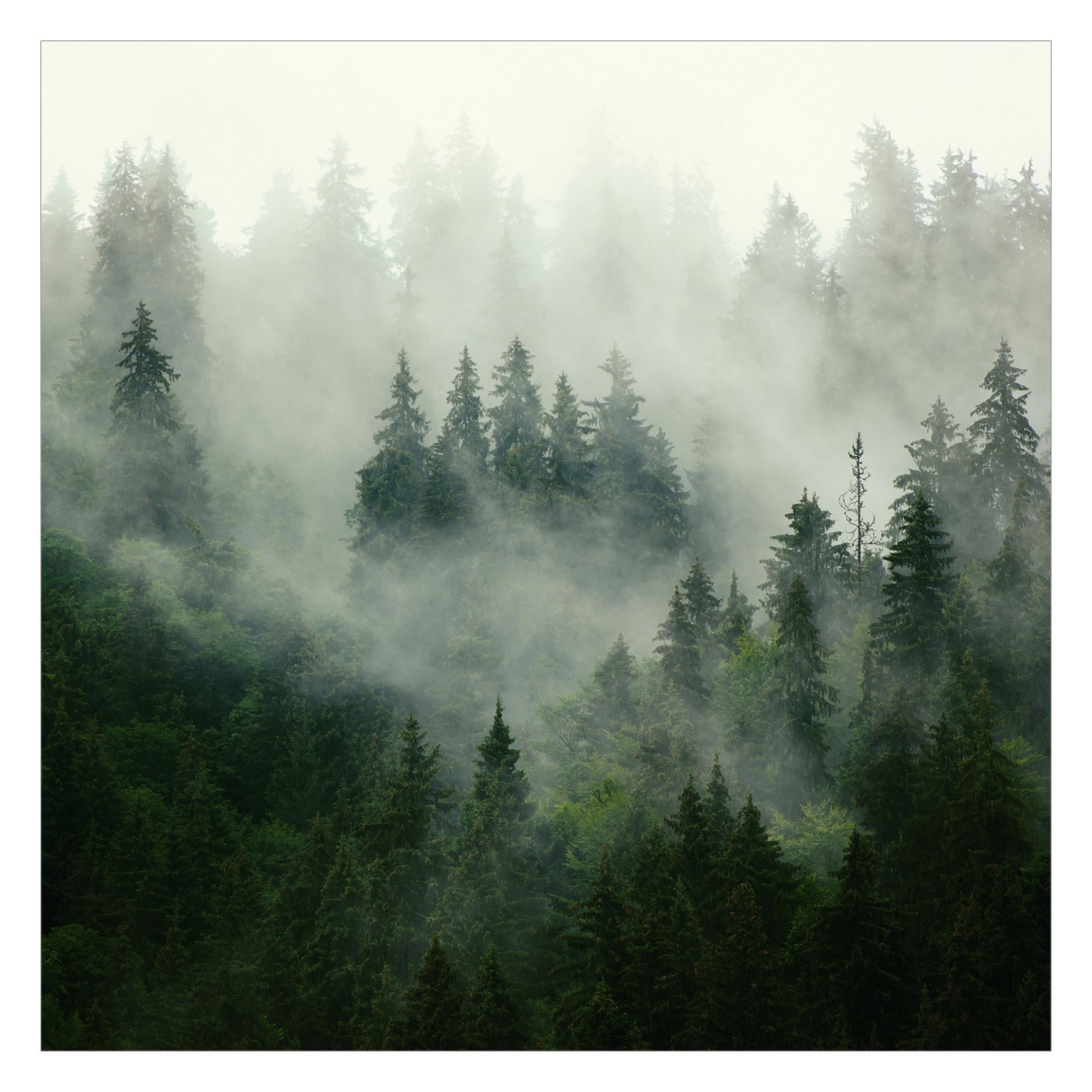FOTOTAPETE Tiefgrüner Tannenwald im Nebel 192/192 cm - Grün, Papier (192/192cm) - Bilderwelten