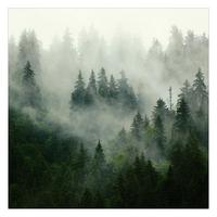 FOTOTAPETE Tiefgrüner Tannenwald im Nebel 192/192 cm - Grün, Papier (192/192cm) - Bilderwelten