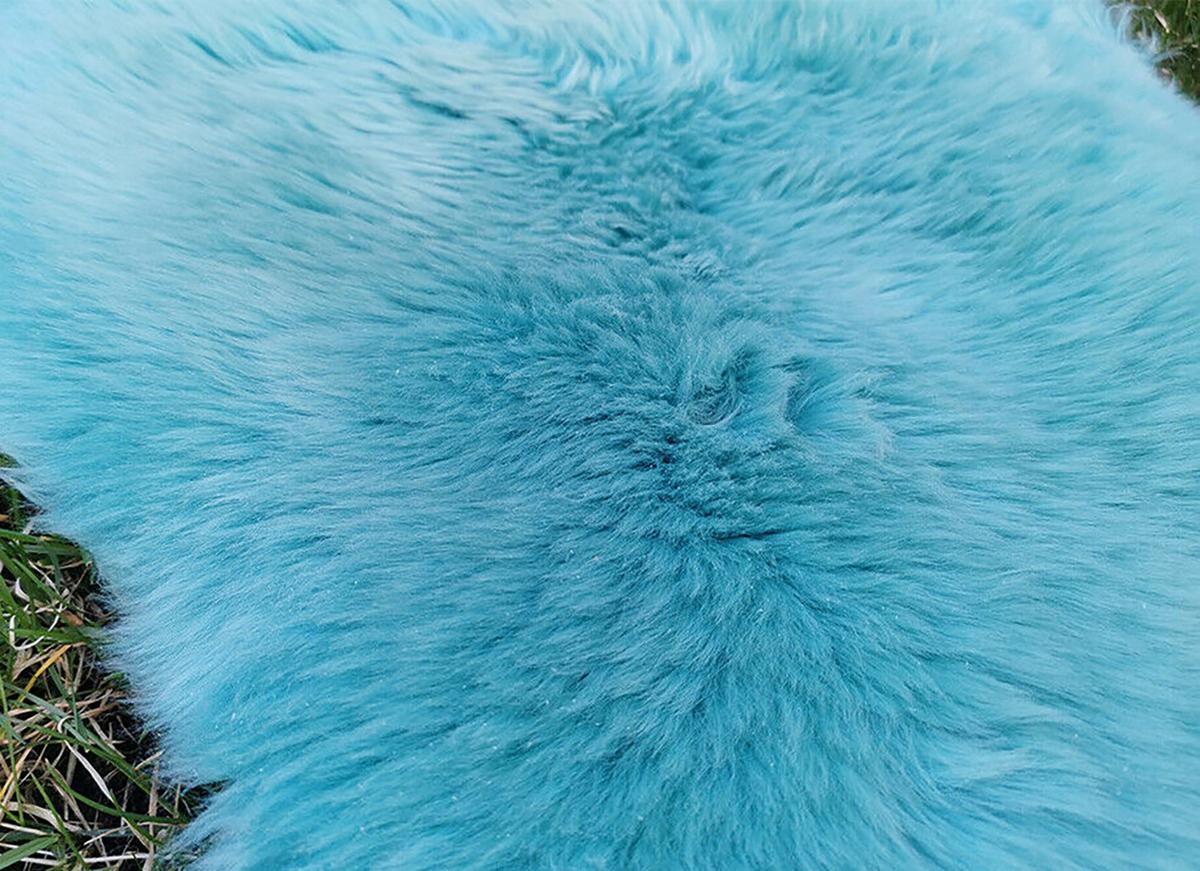 FELL Öko Lammfell Schaffell Türkis Hellblau ca. 110 cm - Türkis/Hellblau, Fell (60/110cm) - Provellus
