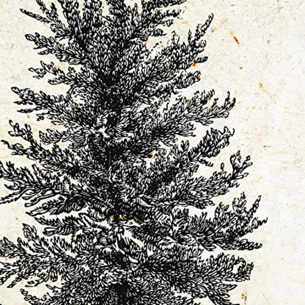 POSTER Set mit 4 Blättern der Bäume Zierbäume Jahrgang Hintergrund 20x20cm Schwarzer Rahmen - Schwarz, Papier (20/3cm) - Nacnic