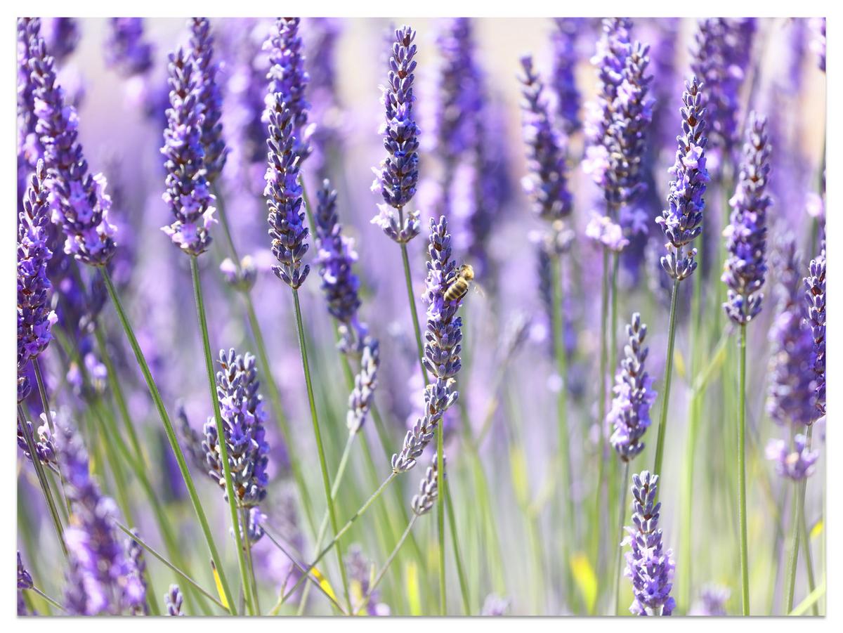 FOTOTAPETE für Küche Lavendelwiese Blumen Kräuter 450x315 - Violett/Grün, Papier (450/315cm) - Muralo