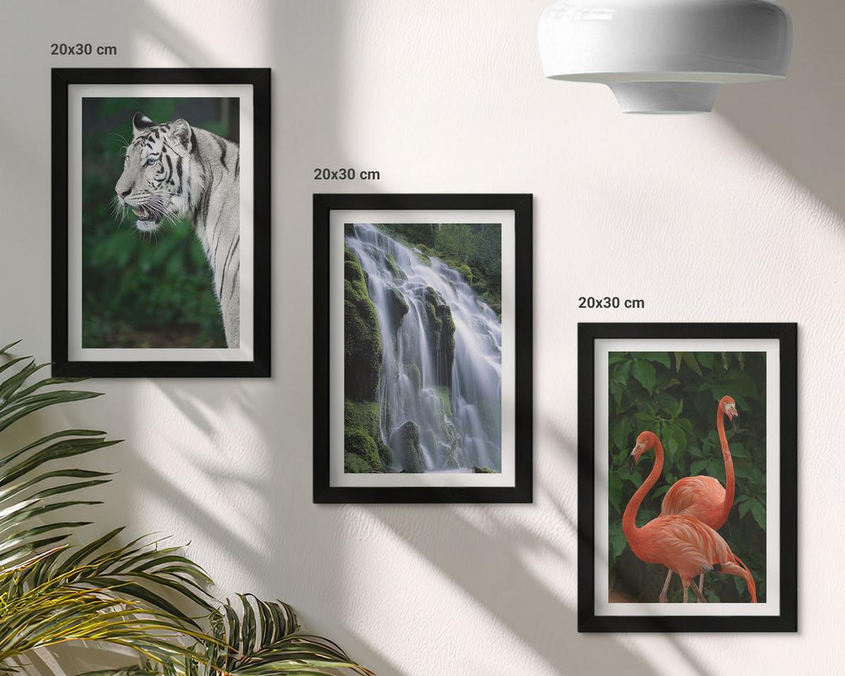 BILDER SET 3er Set - 20x30 cm Schwarzer Rahmen - Tiger Wasserfall Flamingos Natur - Schwarz, Kunststoff (20/30cm) - TULUP