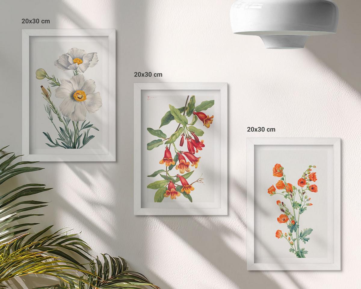 BILDER SET 3er Set - 20x30 cm Weißer Rahmen - Retro-Blumenarrangements - Weiß, Kunststoff (20/30cm) - TULUP