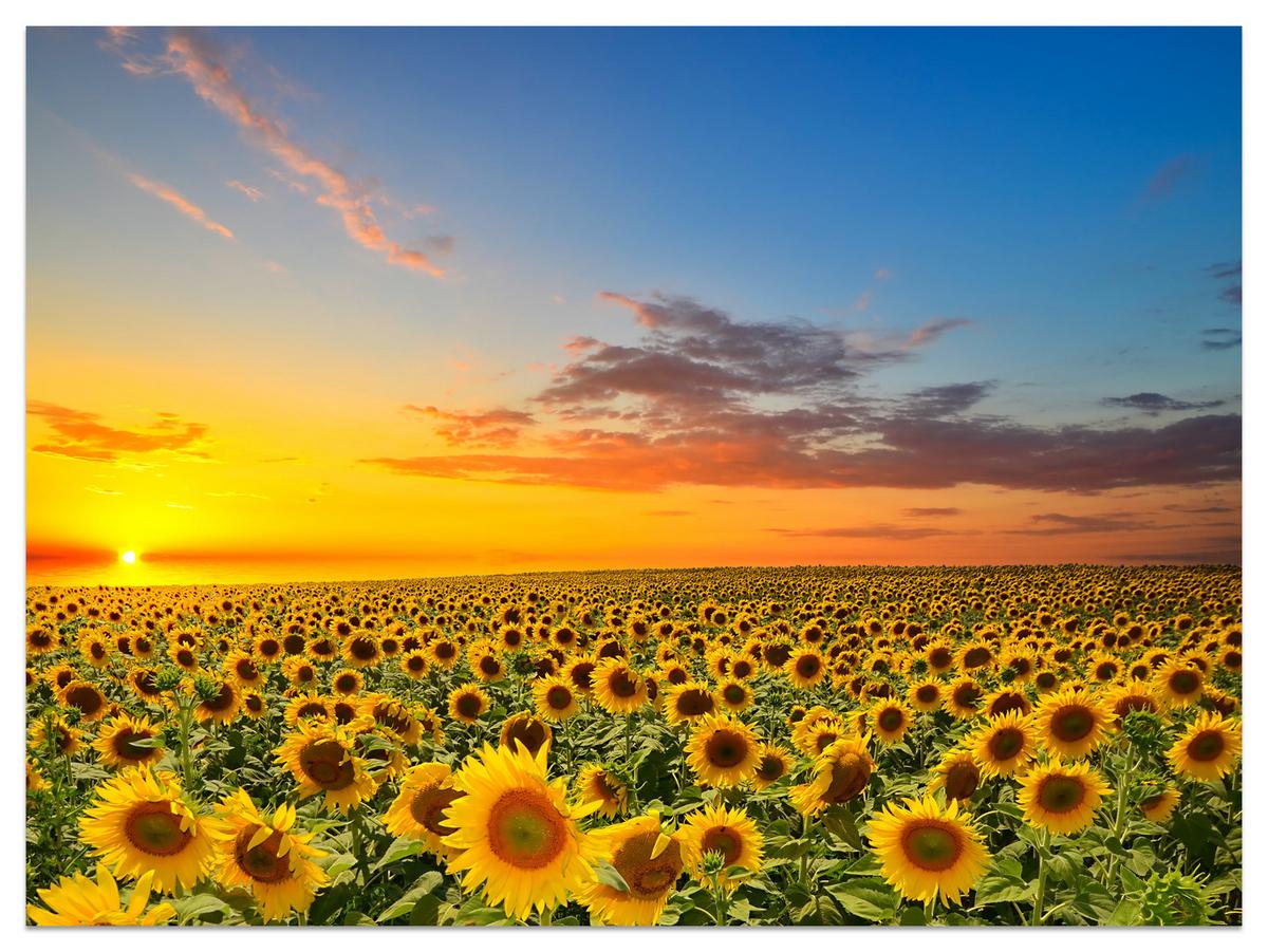 FOTOTAPETE für Küche Sonnenuntergang Sonnenblumenfeld Blumen 150x105 - Gelb/Orange, Papier (150/105cm) - Muralo