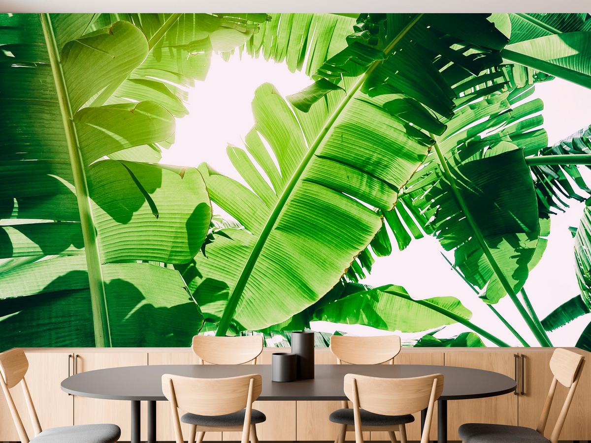 FOTOTAPETE für Wohnzimmer Bananenpflanze Grüne Blätter Tropisch 400x280 - Weiß/Grün, Papier (400/280cm) - Muralo