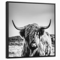 LEINWAND Bilder mit Rahmen - Kuh - Schottischer Hochländer - Schwarz - Weiß - Tier - Natur - Wildtiere - 50x50 - Schwarz, Textil (50/50cm) - MuchoWow