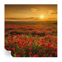 FOTOTAPETE 250x250 cm - Mohnfeld - Rot, Textil (250/250cm) - Wallfluent