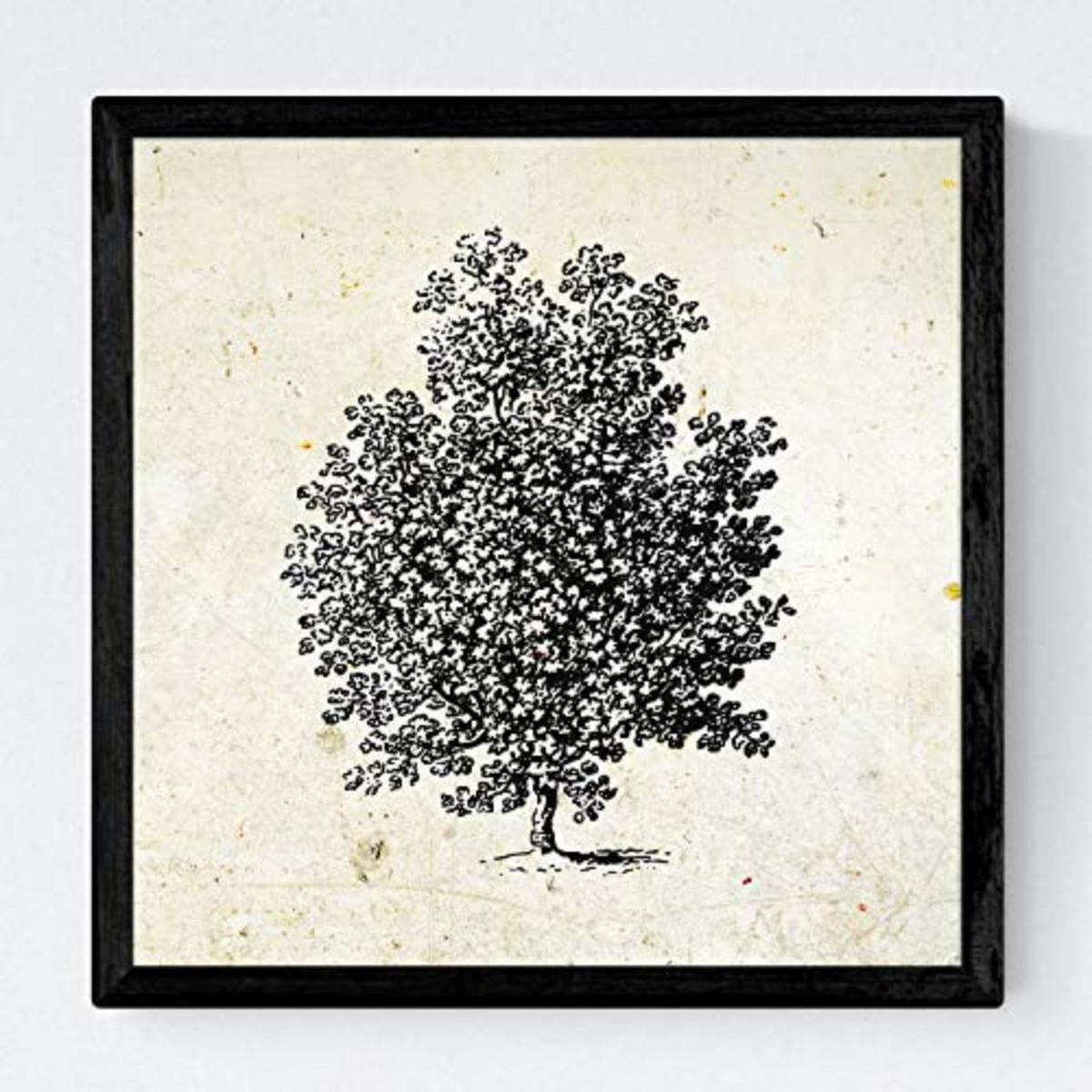 POSTER Set mit 4 Obstbäume ohne, weiß 20x20cm Schwarzer Rahmen - Schwarz, Papier (20/3cm) - Nacnic
