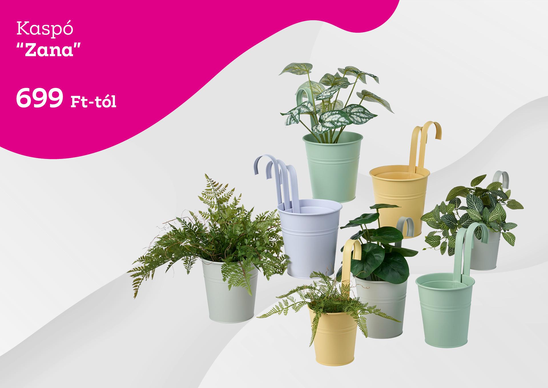 Zana kaspó 699 forint / darabtól