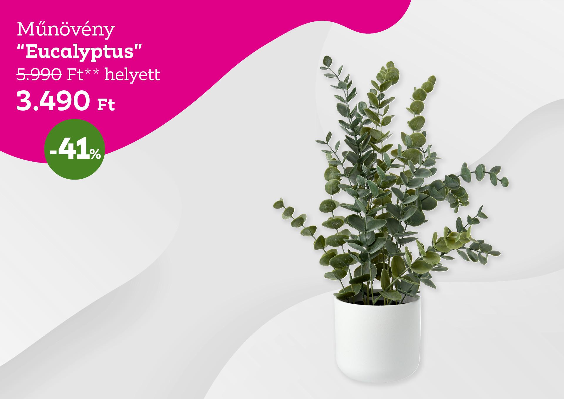 Műnövény EUCALYPTUS 5990 Forint helyett 3490 Forint, kedvezmény mértéke 41%