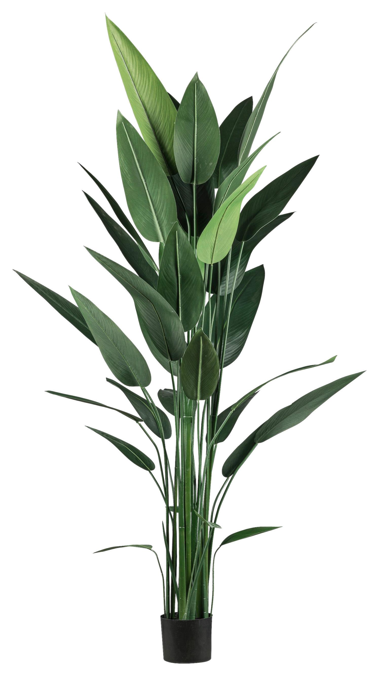 Umetna Rastlina Wassercanna I - črna/zelena, Basics, umetna masa (210cm) - Modern Living
